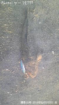 マゴチ