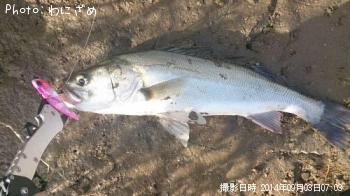 シーバス