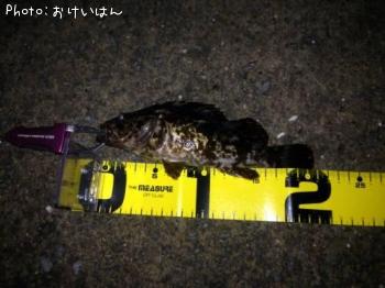 タケノコメバル