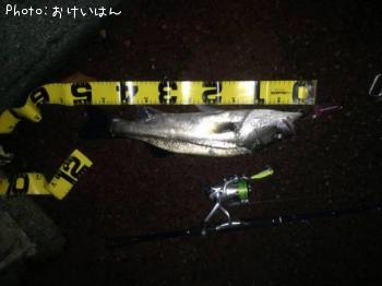 シーバス