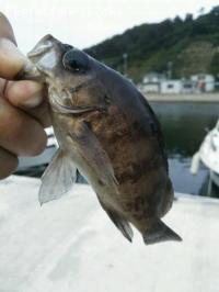 メバル