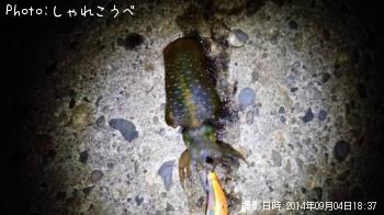 アオリイカ
