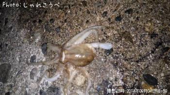 アオリイカ