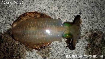 アオリイカ