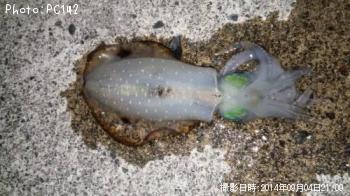 アオリイカ