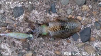 アオリイカ
