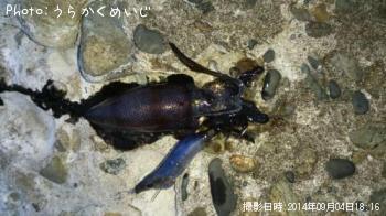 アオリイカ