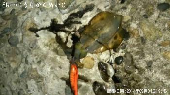 アオリイカ