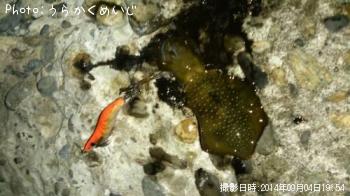 アオリイカ