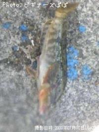 ʥ