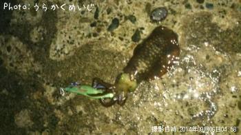 アオリイカ