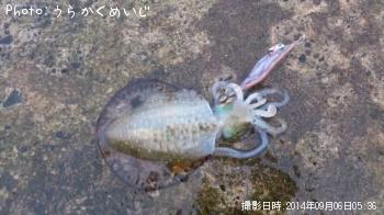アオリイカ