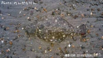 ソゲ