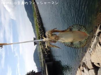 アオリイカ