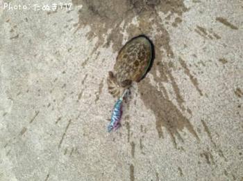 コウイカ