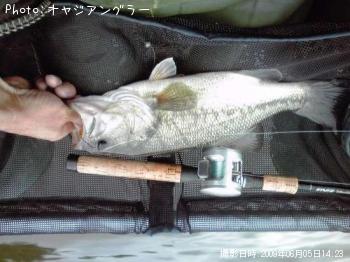 ブラックバス