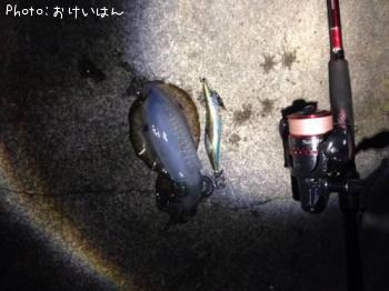 アオリイカ