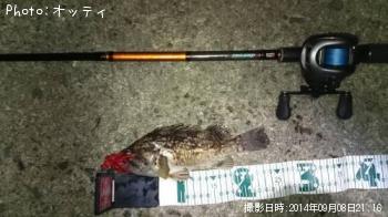 アイナメ