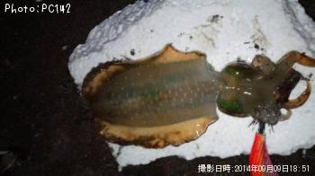 アオリイカ