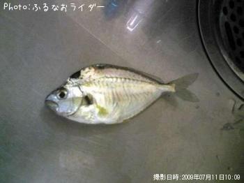 ҥ饮