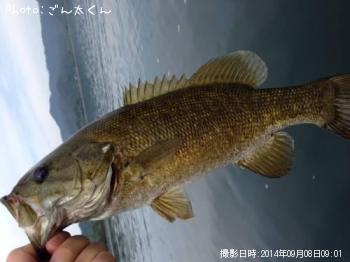スモールマウスバス