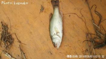 ブラックバス