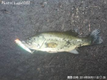 ブラックバス