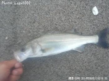 シーバス