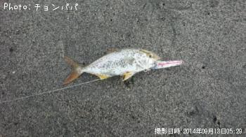 ショゴ