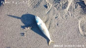 サバ