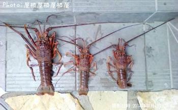 伊勢海老