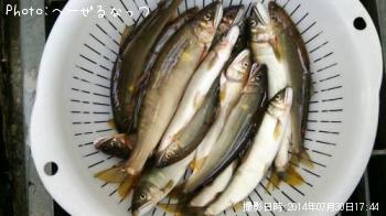 鮎