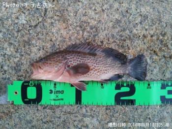 ガシラでは無い！