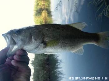 ブラックバス