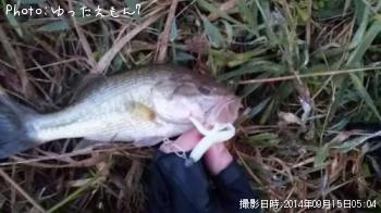 ブラックバス