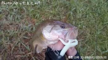 ブラックバス