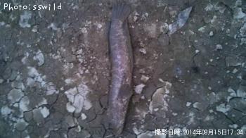 饤