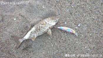ショゴ