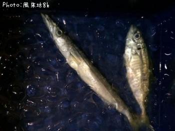 カマス