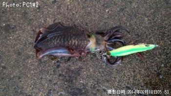 アオリイカ