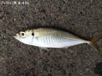 アジ