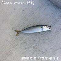 サバ