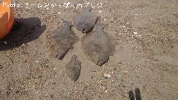 ヒラメ