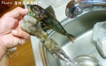 マダコ　穴ハゼ