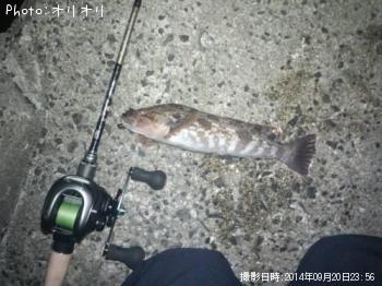 アイナメ