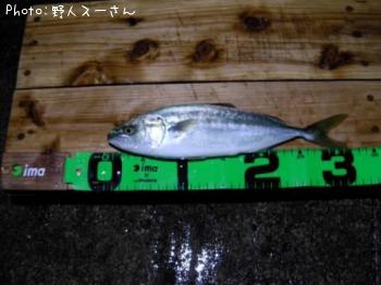 イナダ