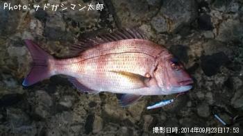 ޥ