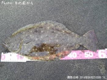 ヒラメ