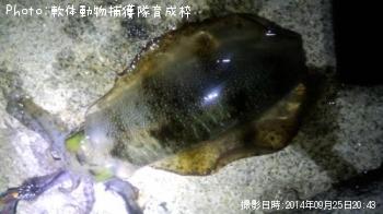 アオリイカ
