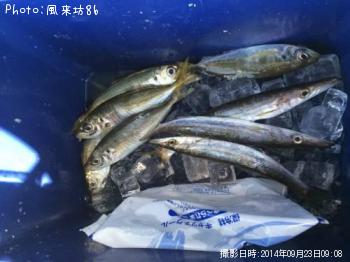 アジ＆カマス